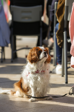 NOB-PORTOROZˇ-2025-Foto-Daniel-65